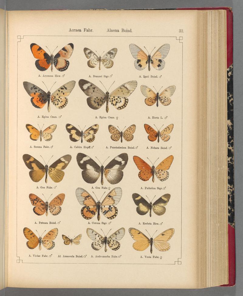 Exotische schmetterlinge (Taf. 33) BHL40070758