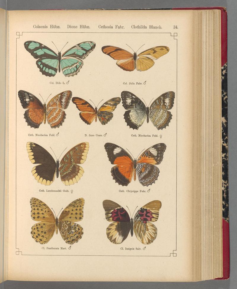 Exotische schmetterlinge (Taf. 34) BHL40070760