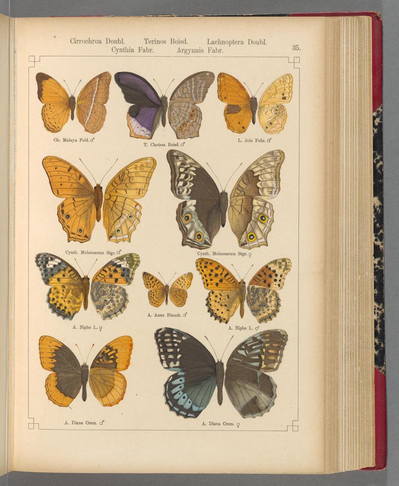 Exotische schmetterlinge (Taf. 35) BHL40070762