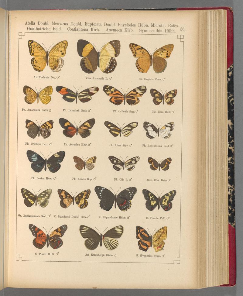 Exotische schmetterlinge (Taf. 36) BHL40070764