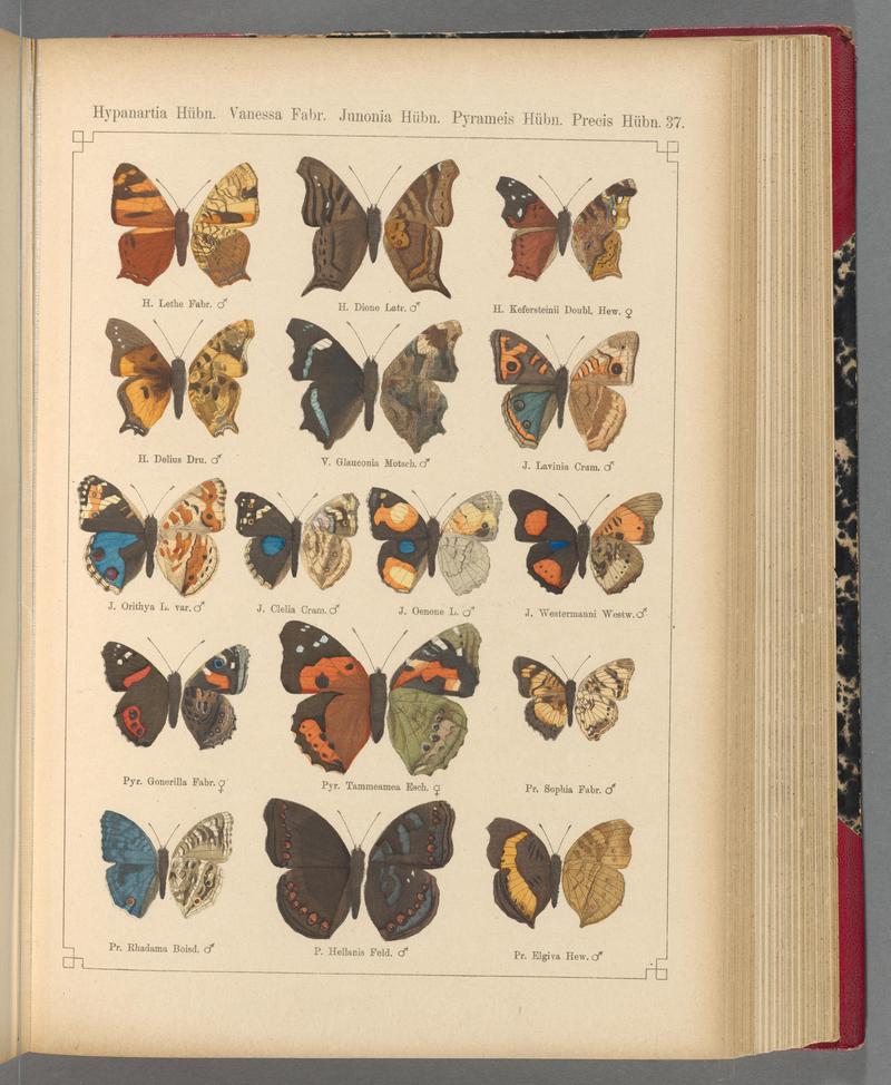 Exotische schmetterlinge (Taf. 37) BHL40070766