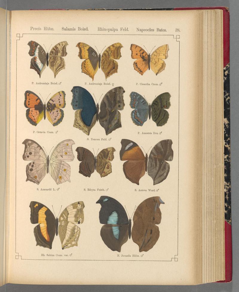 Exotische schmetterlinge (Taf. 38) BHL40070768