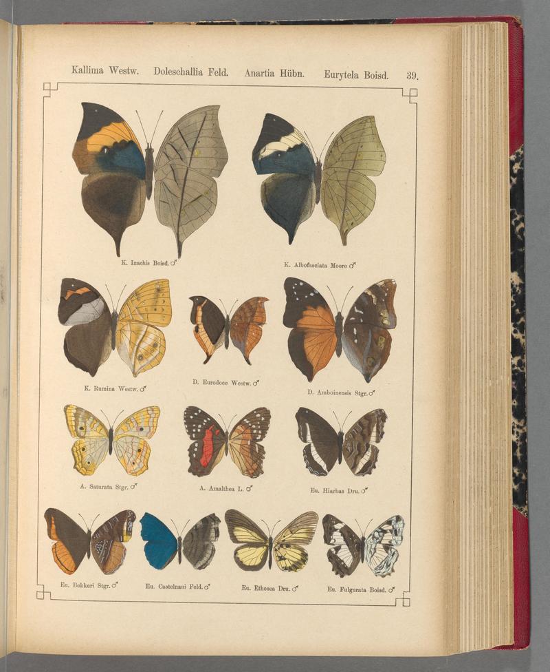 Exotische schmetterlinge (Taf. 39) BHL40070770