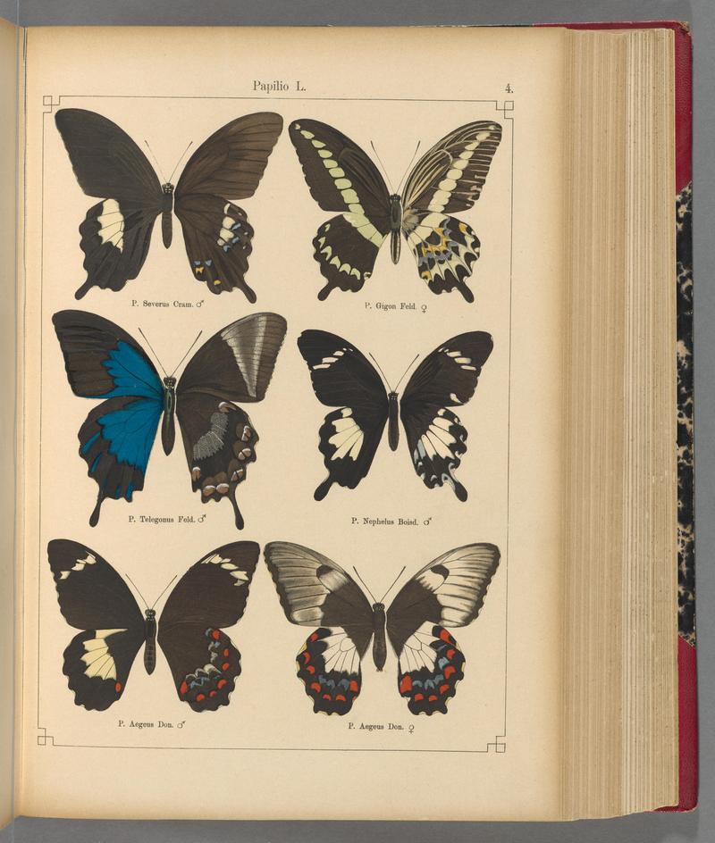 Exotische schmetterlinge (Taf. 4) BHL40070700
