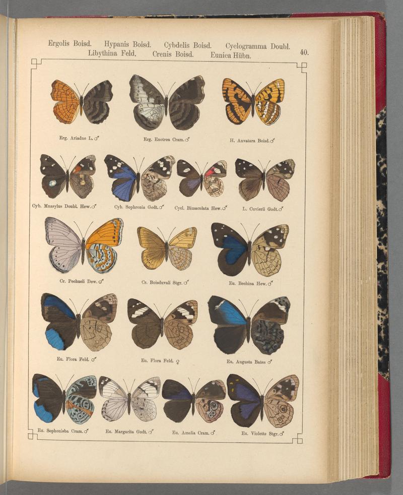 Exotische schmetterlinge (Taf. 40) BHL40070772