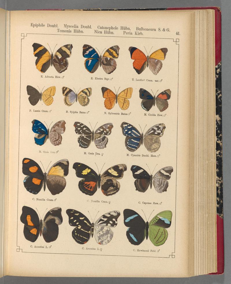Exotische schmetterlinge (Taf. 41) BHL40070774