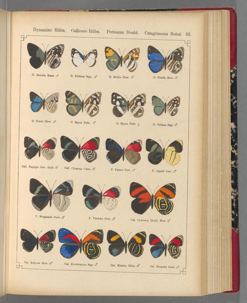 Exotische schmetterlinge (Taf. 42) BHL40070776