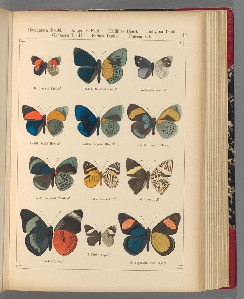 Exotische schmetterlinge (Taf. 43) BHL40070778