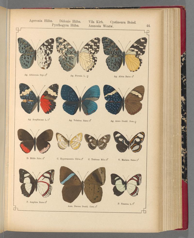 Exotische schmetterlinge (Taf. 44) BHL40070780