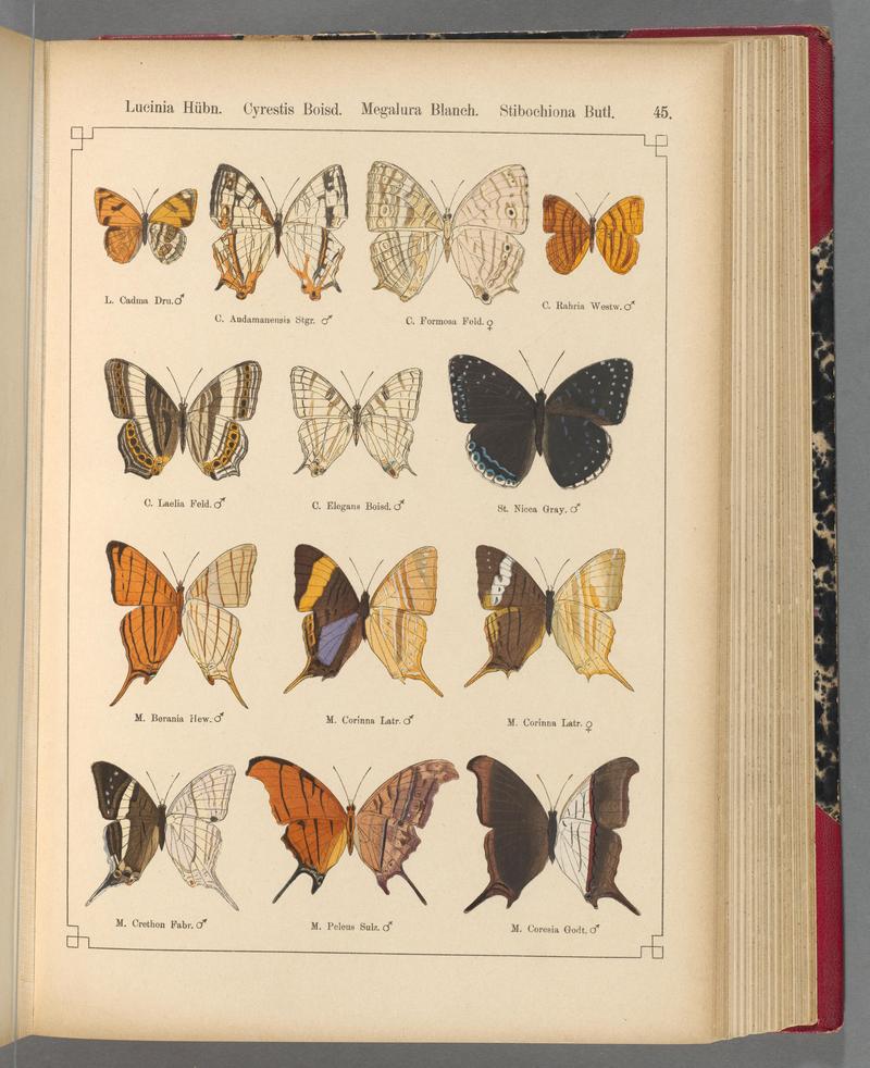 Exotische schmetterlinge (Taf. 45) BHL40070782