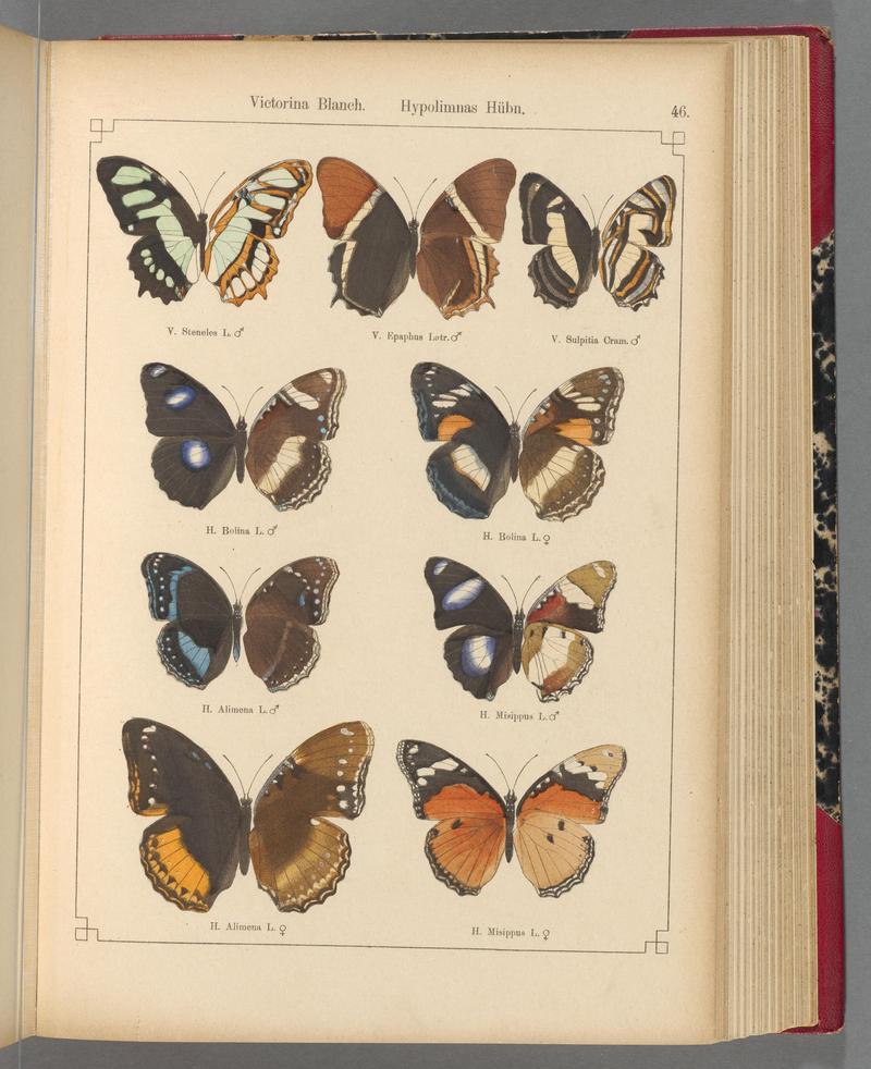 Exotische schmetterlinge (Taf. 46) BHL40070784