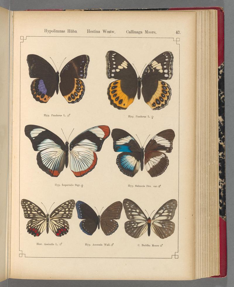 Exotische schmetterlinge (Taf. 47) BHL40070786