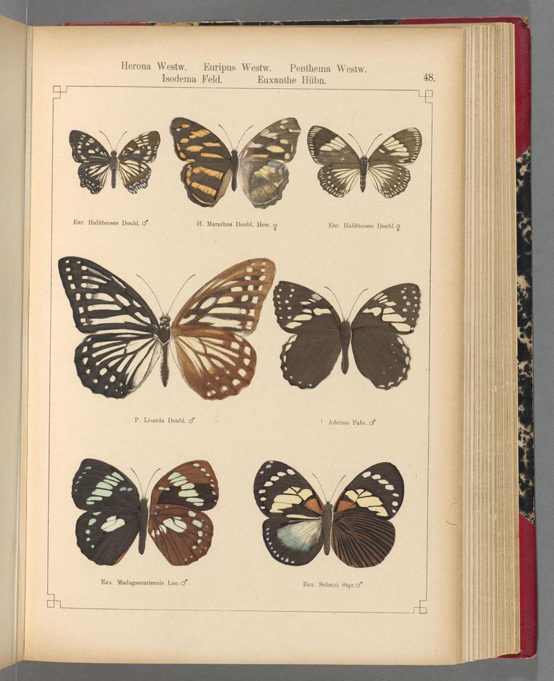Exotische schmetterlinge (Taf. 48) BHL40070788
