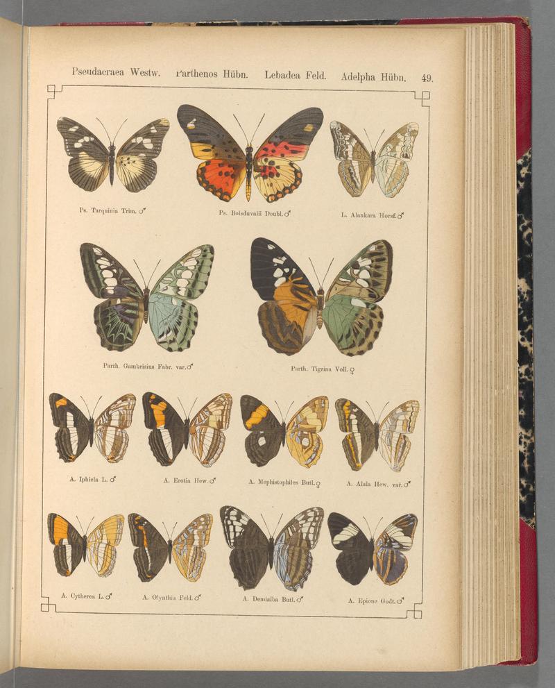 Exotische schmetterlinge (Taf. 49) BHL40070790