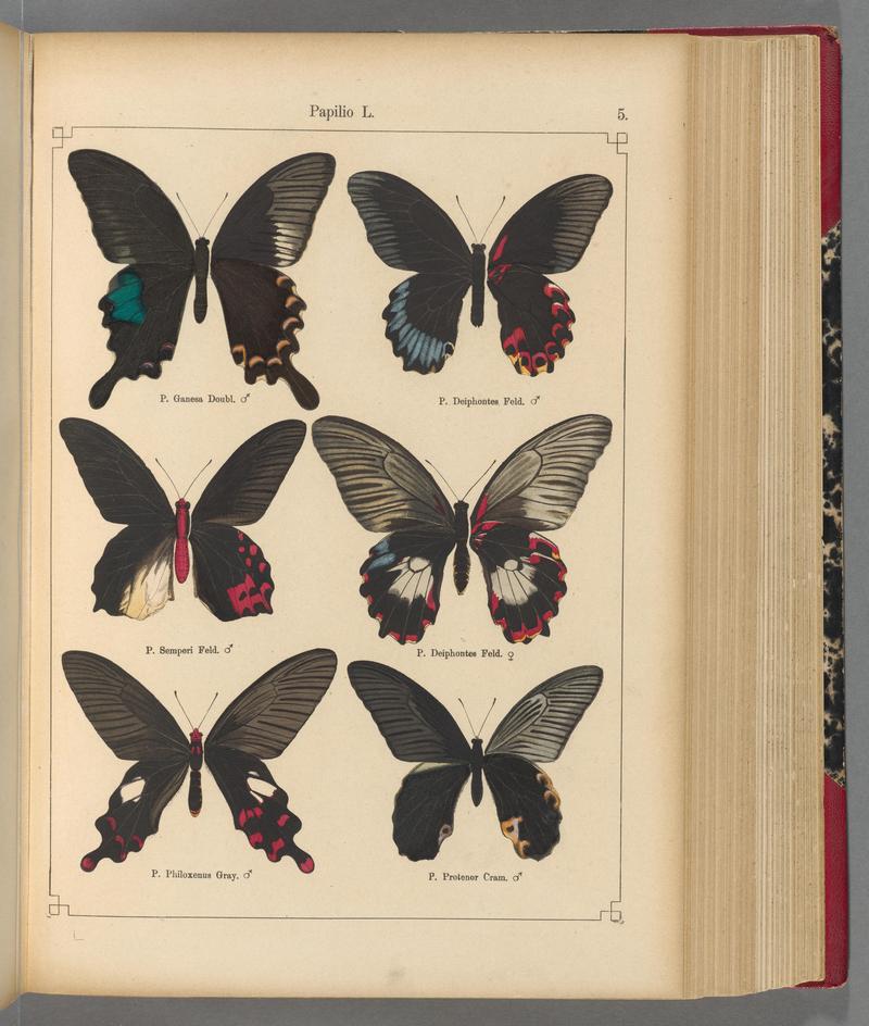 Exotische schmetterlinge (Taf. 5) BHL40070702