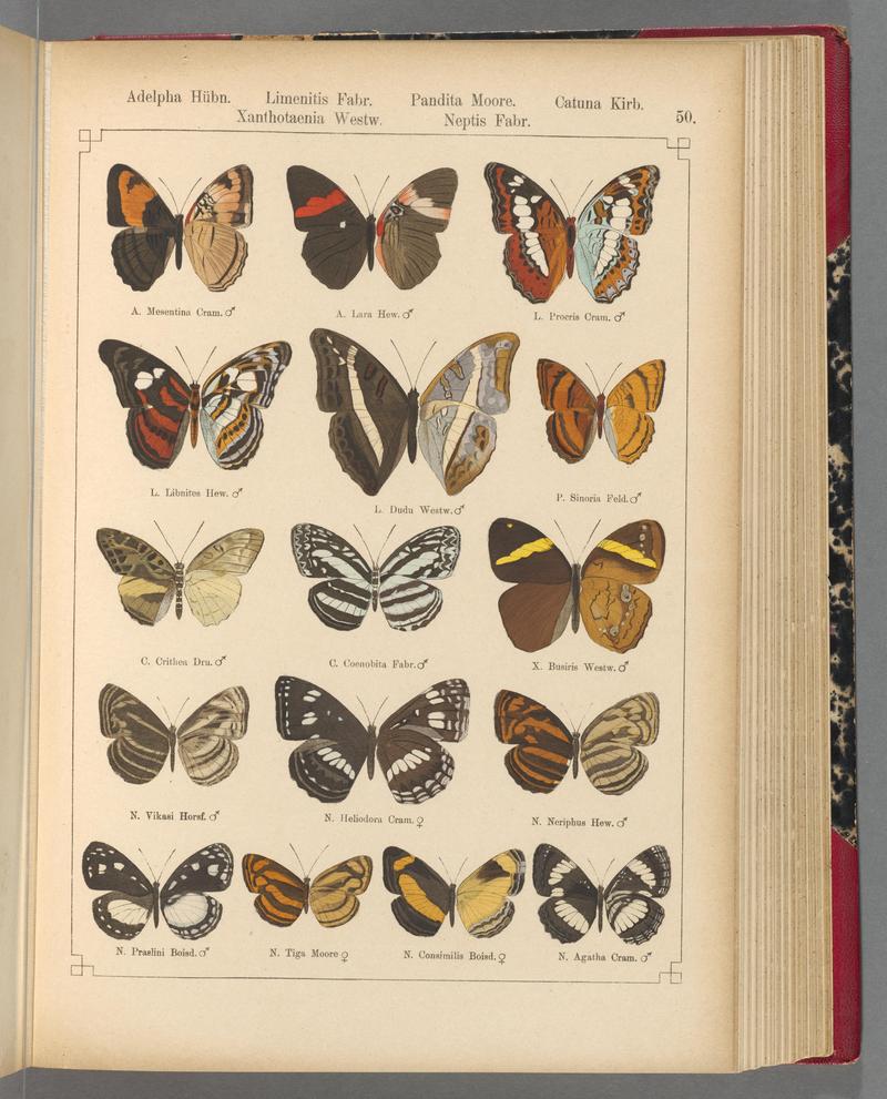 Exotische schmetterlinge (Taf. 50) BHL40070792