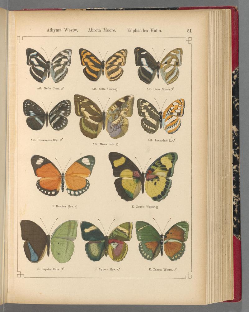 Exotische schmetterlinge (Taf. 51) BHL40070794