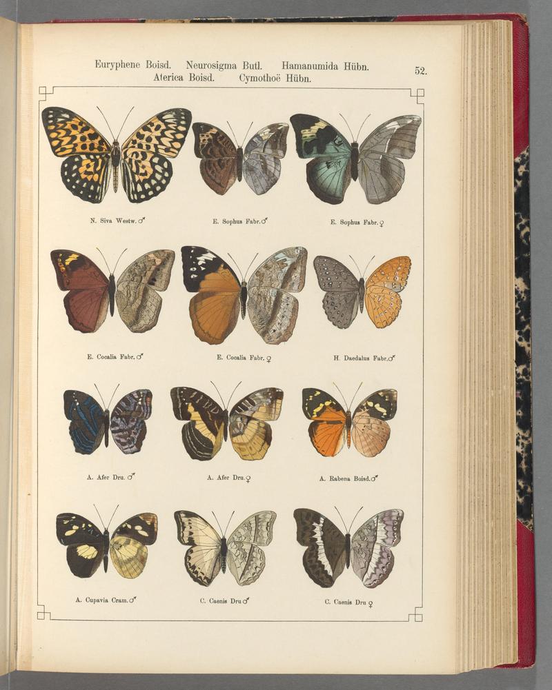 Exotische schmetterlinge (Taf. 52) BHL40070796