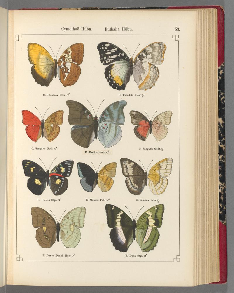 Exotische schmetterlinge (Taf. 53) BHL40070798