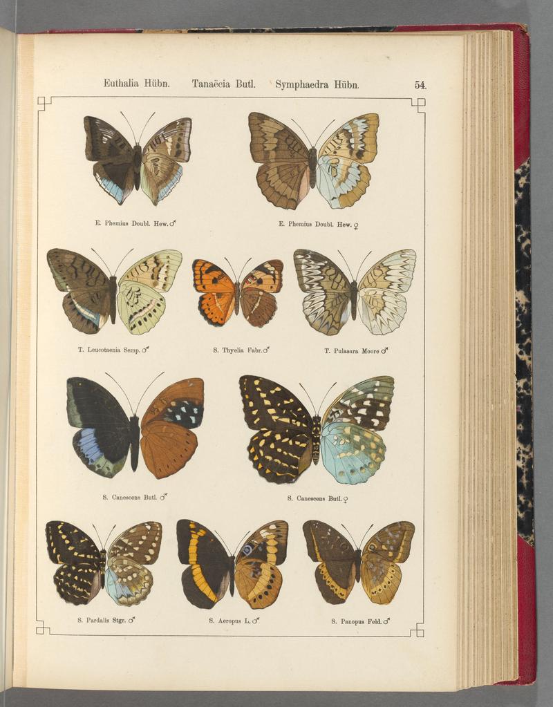 Exotische schmetterlinge (Taf. 54) BHL40070800