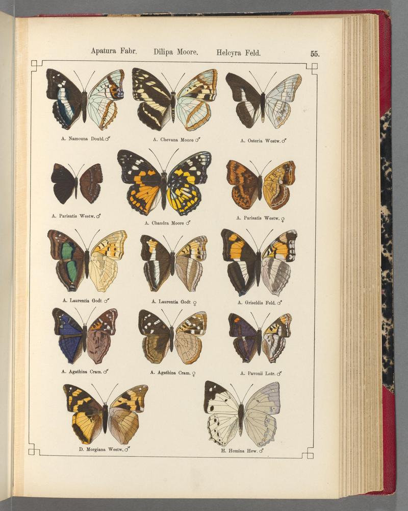 Exotische schmetterlinge (Taf. 55) BHL40070802
