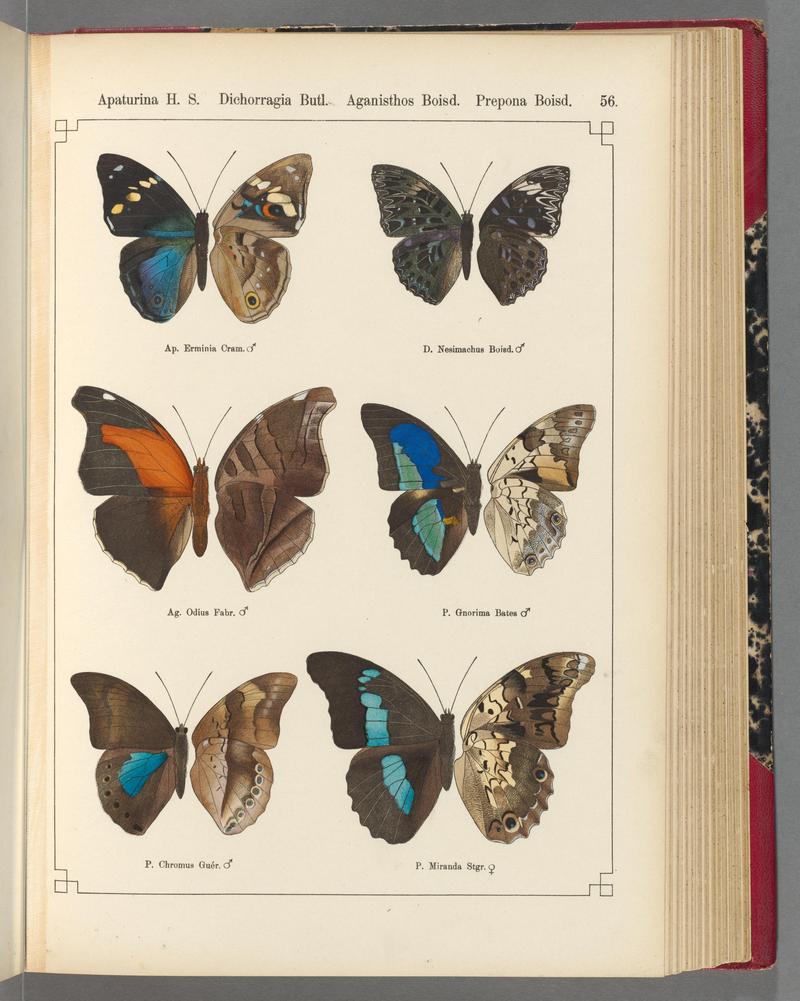 Exotische schmetterlinge (Taf. 56) BHL40070804