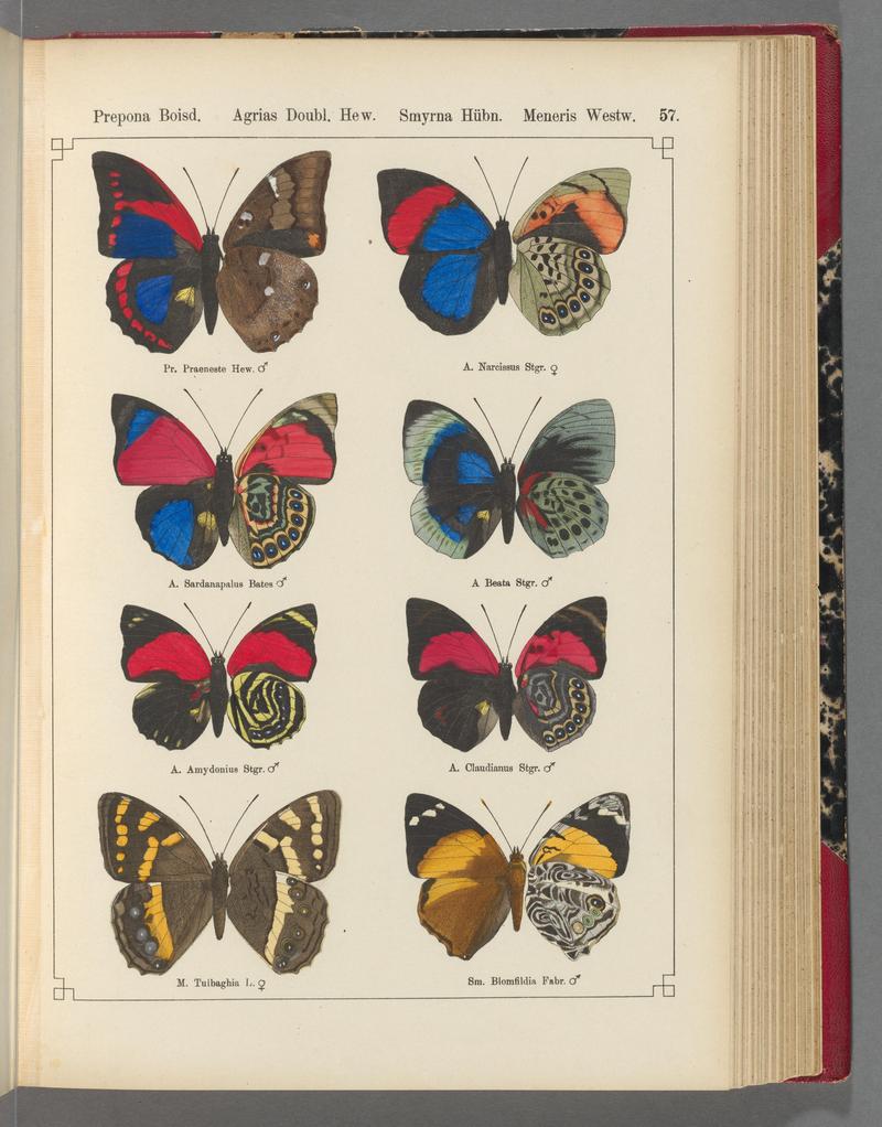 Exotische schmetterlinge (Taf. 57) BHL40070806