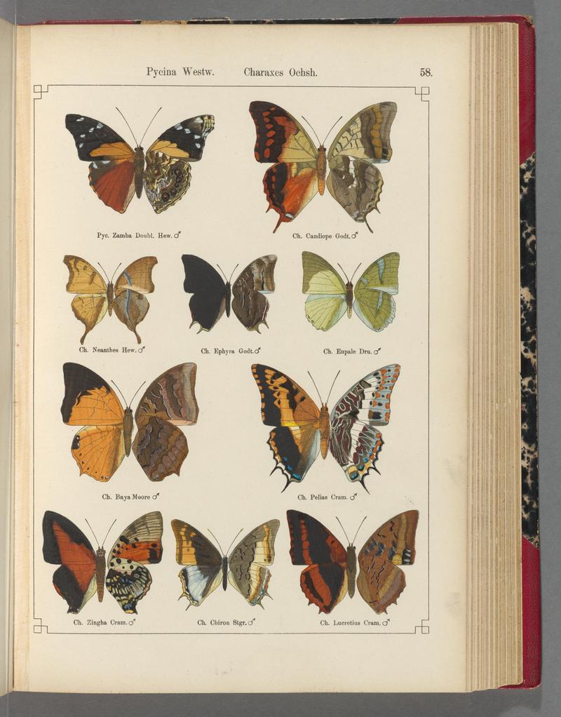 Exotische schmetterlinge (Taf. 58) BHL40070808