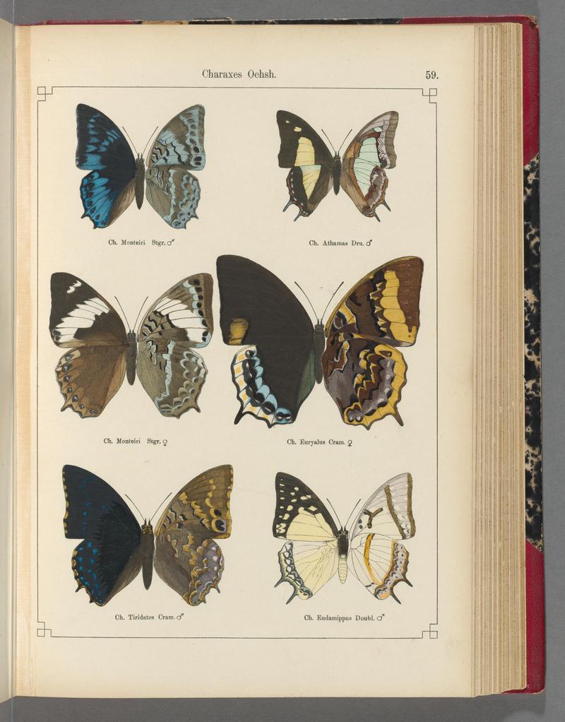 Exotische schmetterlinge (Taf. 59) BHL40070810