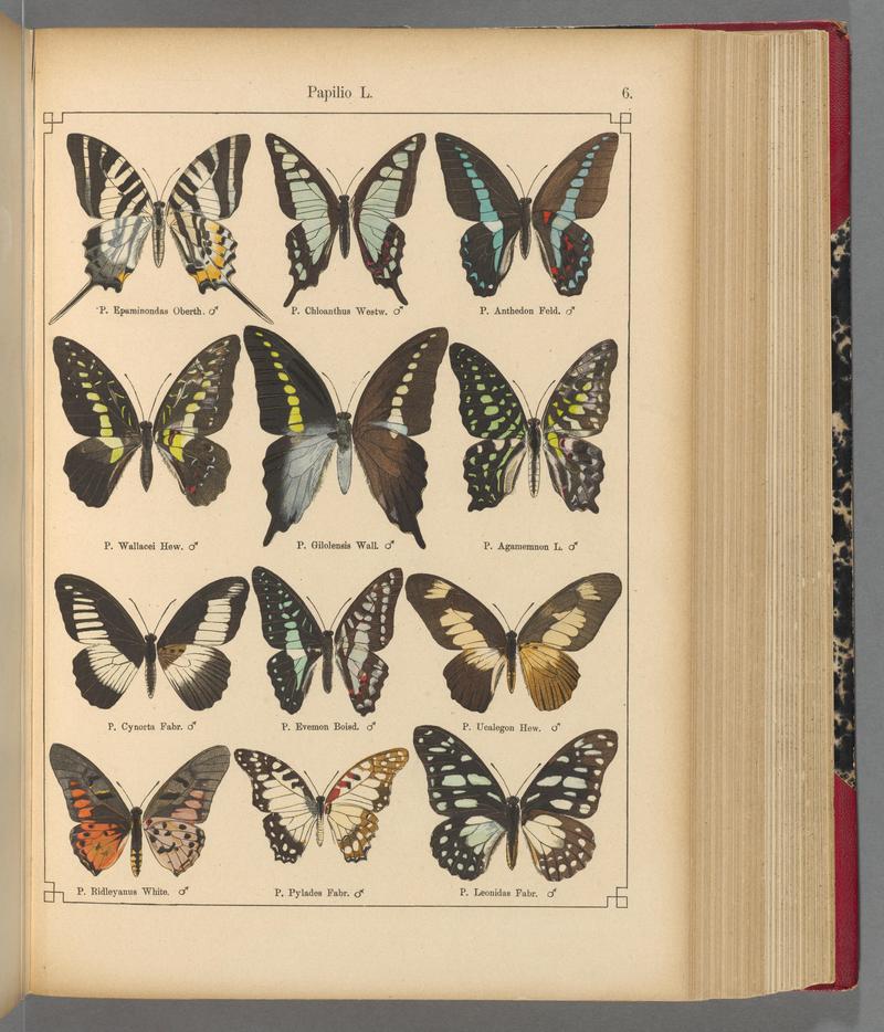 Exotische schmetterlinge (Taf. 6) BHL40070704
