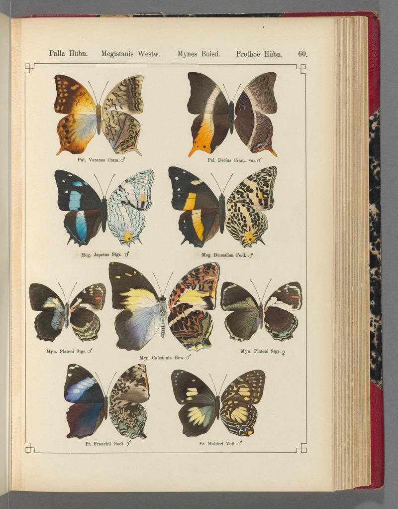 Exotische schmetterlinge (Taf. 60) BHL40070812