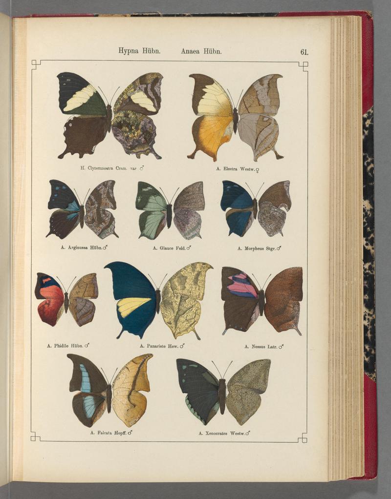 Exotische schmetterlinge (Taf. 61) BHL40070814