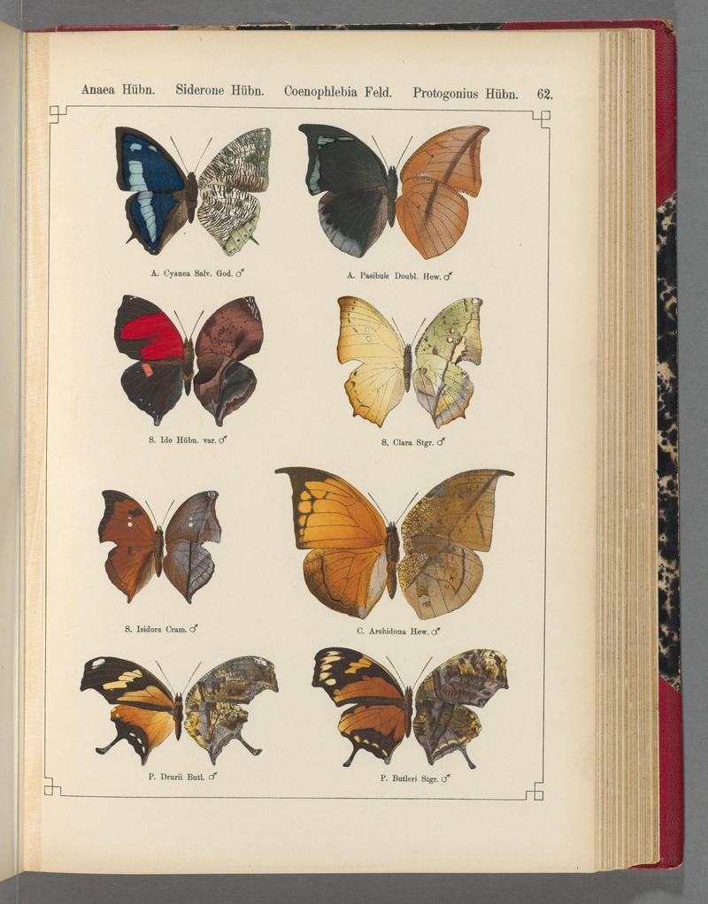 Exotische schmetterlinge (Taf. 62) BHL40070816