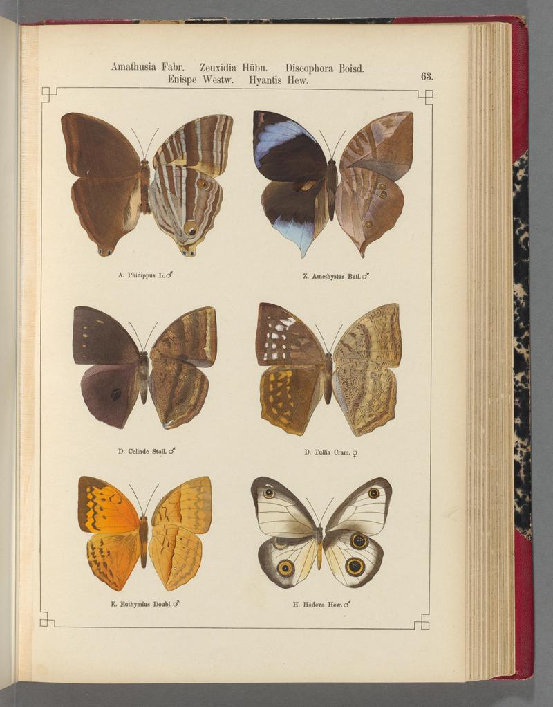 Exotische schmetterlinge (Taf. 63) BHL40070818