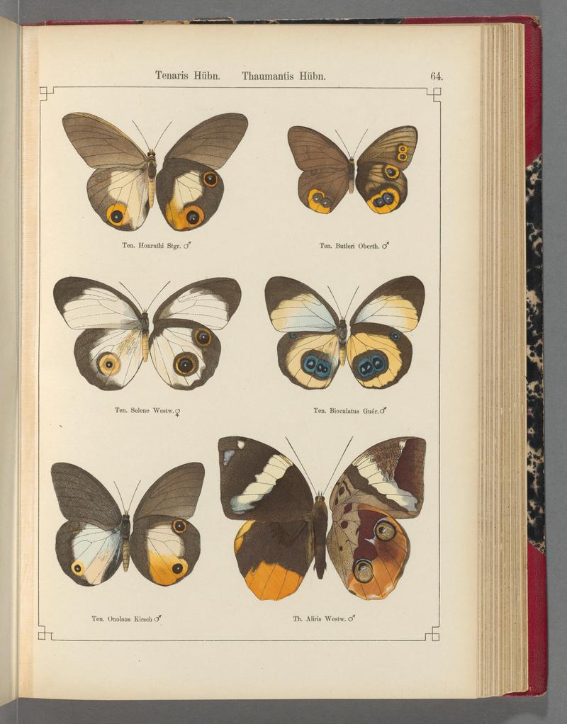 Exotische schmetterlinge (Taf. 64) BHL40070820