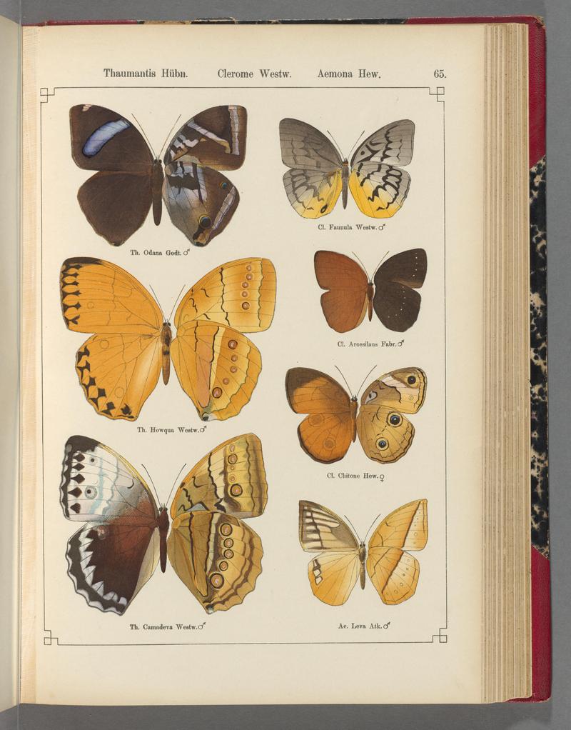 Exotische schmetterlinge (Taf. 65) BHL40070822