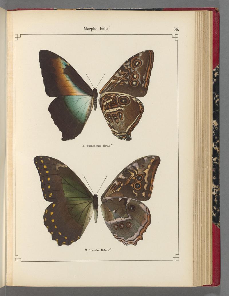 Exotische schmetterlinge (Taf. 66) BHL40070824