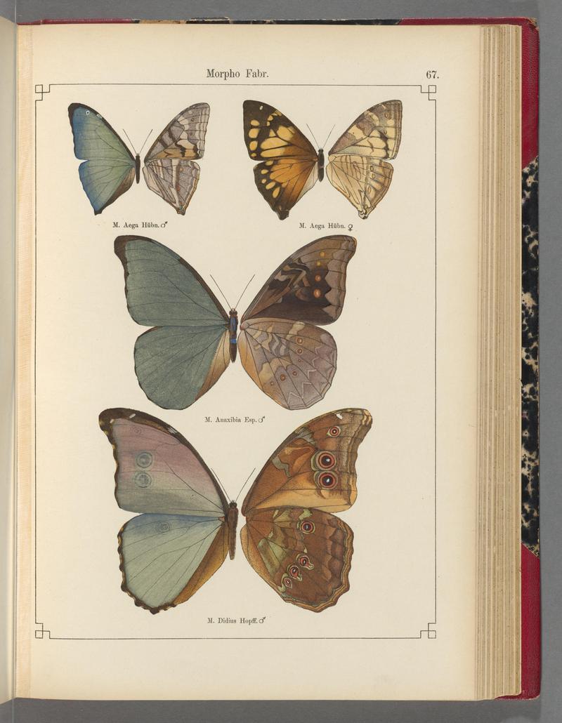 Exotische schmetterlinge (Taf. 67) BHL40070826