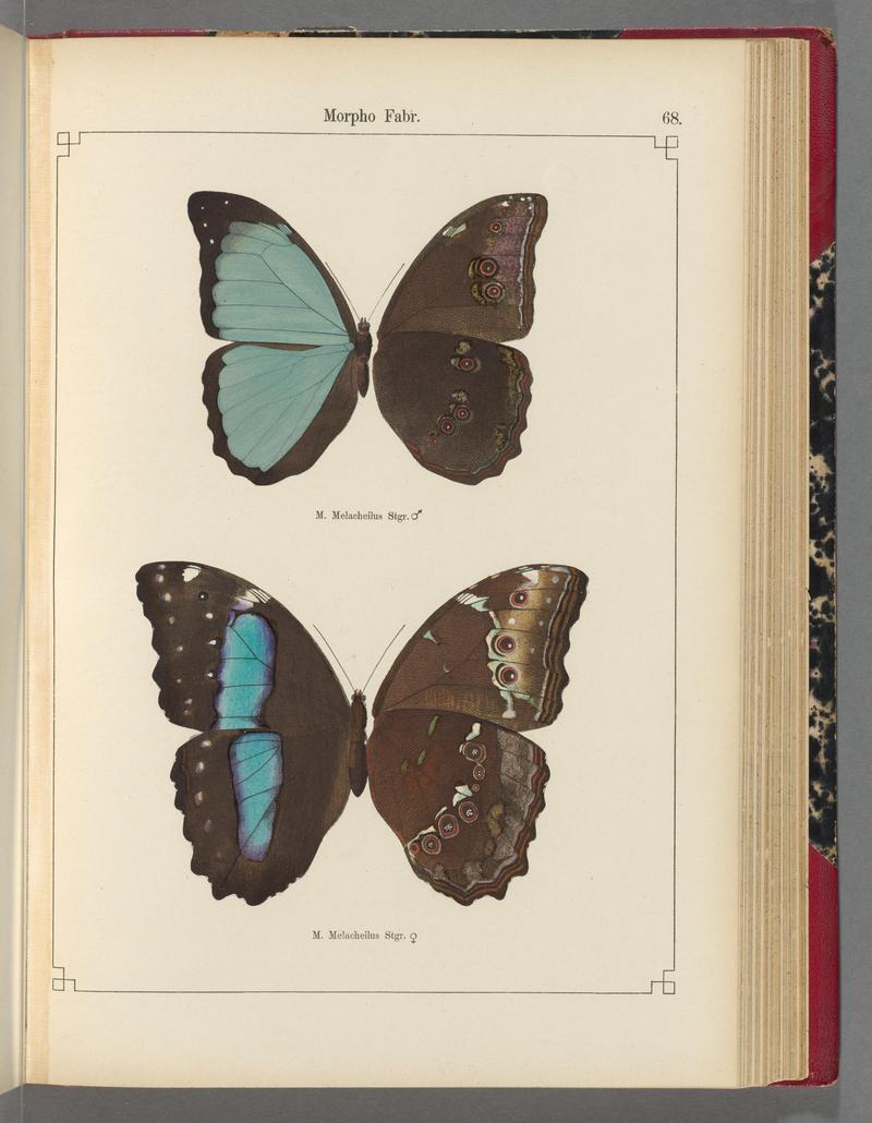 Exotische schmetterlinge (Taf. 68) BHL40070828