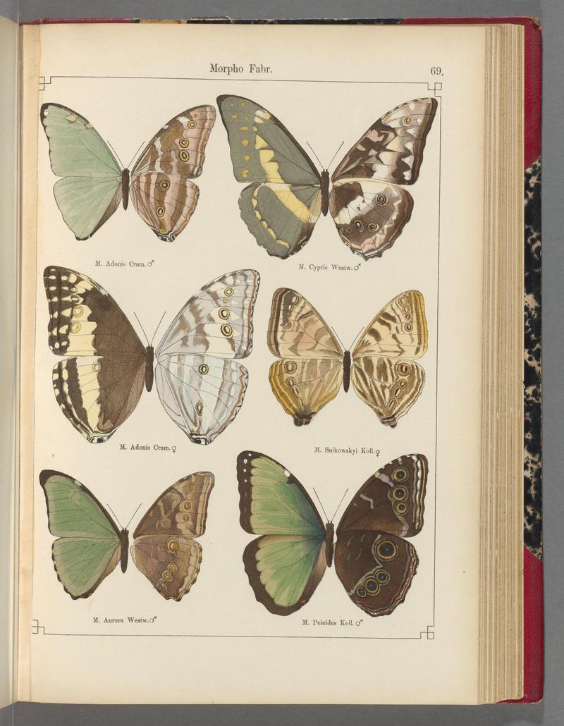 Exotische schmetterlinge (Taf. 69) BHL40070830