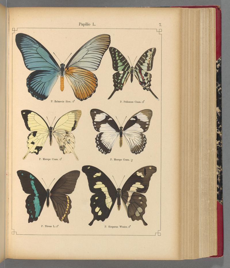 Exotische schmetterlinge (Taf. 7) BHL40070706