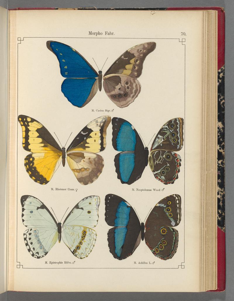 Exotische schmetterlinge (Taf. 70) BHL40070832