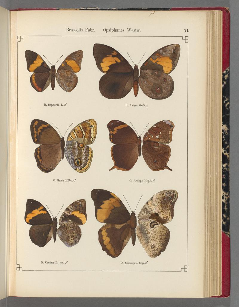 Exotische schmetterlinge (Taf. 71) BHL40070834