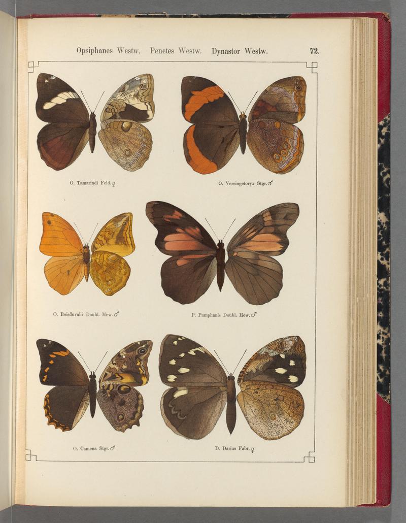 Exotische schmetterlinge (Taf. 72) BHL40070836
