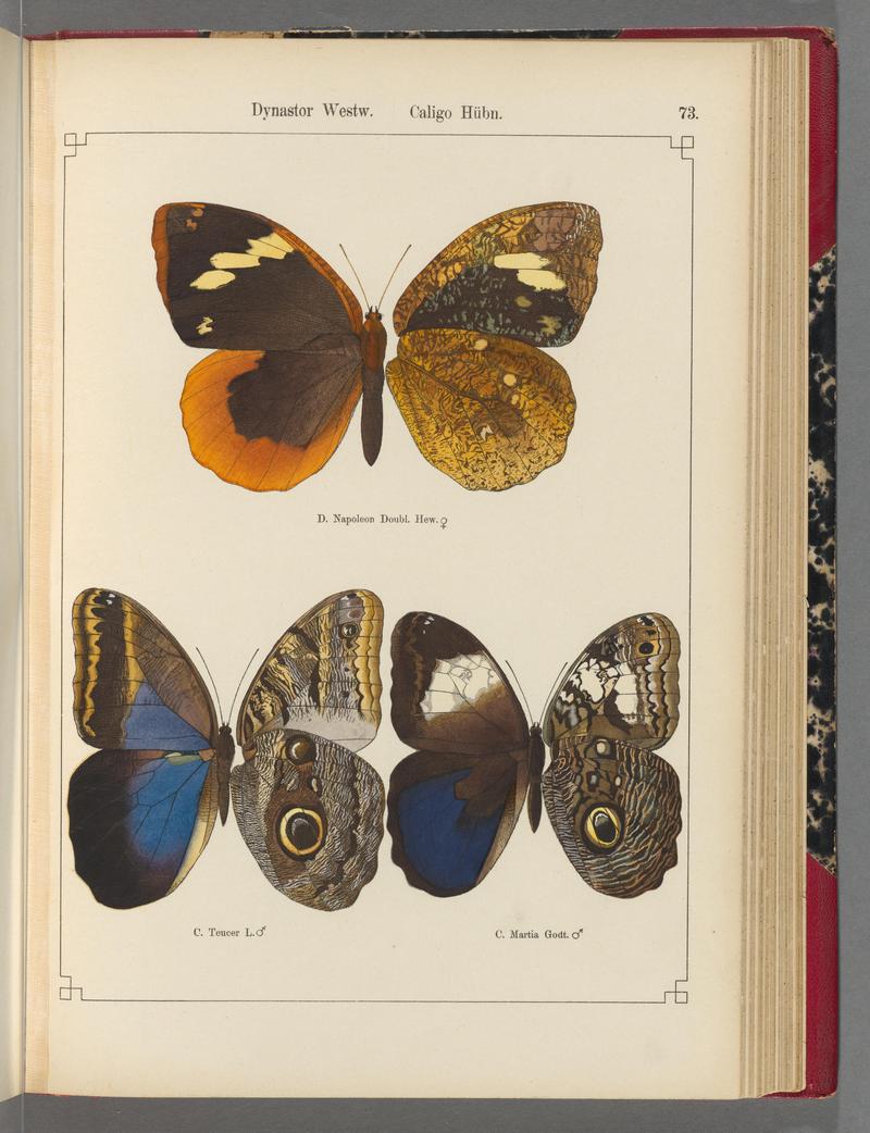 Exotische schmetterlinge (Taf. 73) BHL40070838