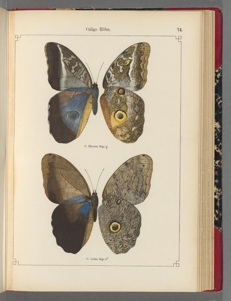 Exotische schmetterlinge (Taf. 74) BHL40070840