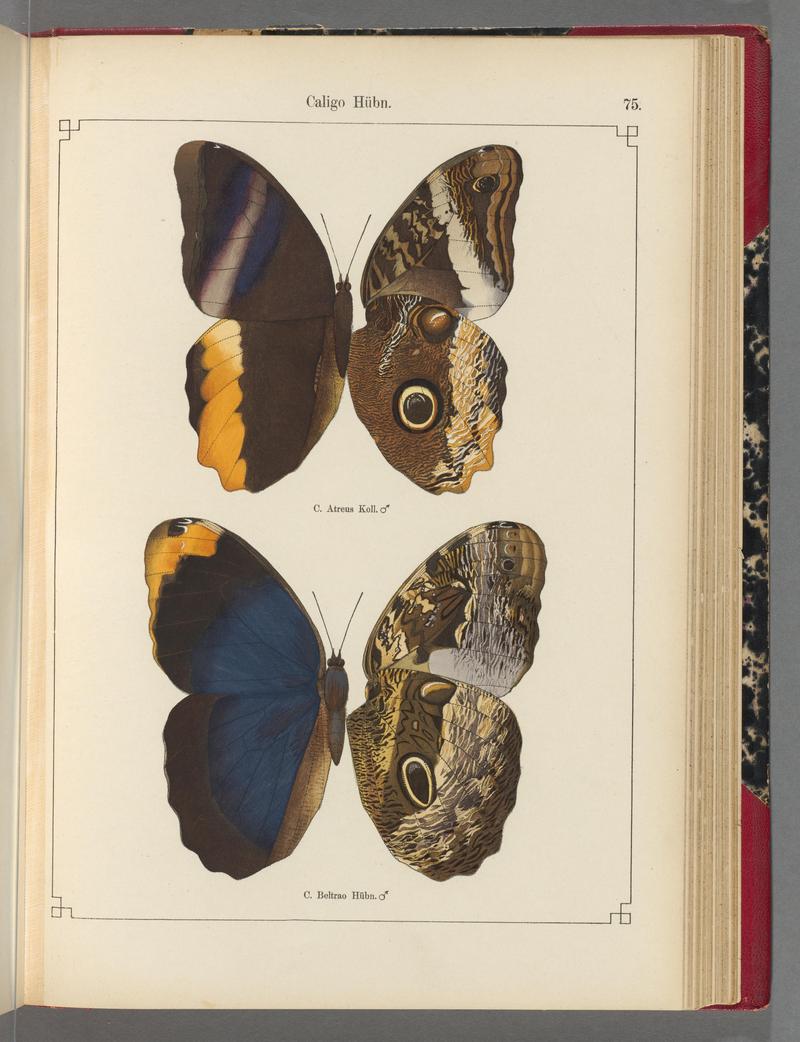 Exotische schmetterlinge (Taf. 75) BHL40070842