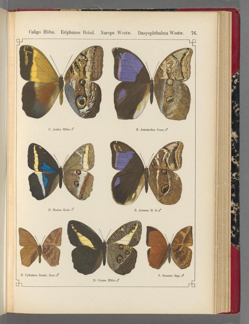 Exotische schmetterlinge (Taf. 76) BHL40070844