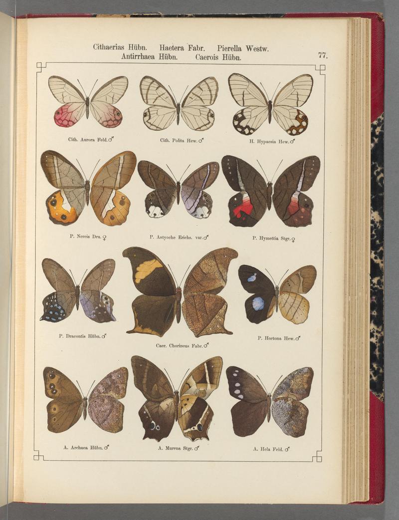Exotische schmetterlinge (Taf. 77) BHL40070846