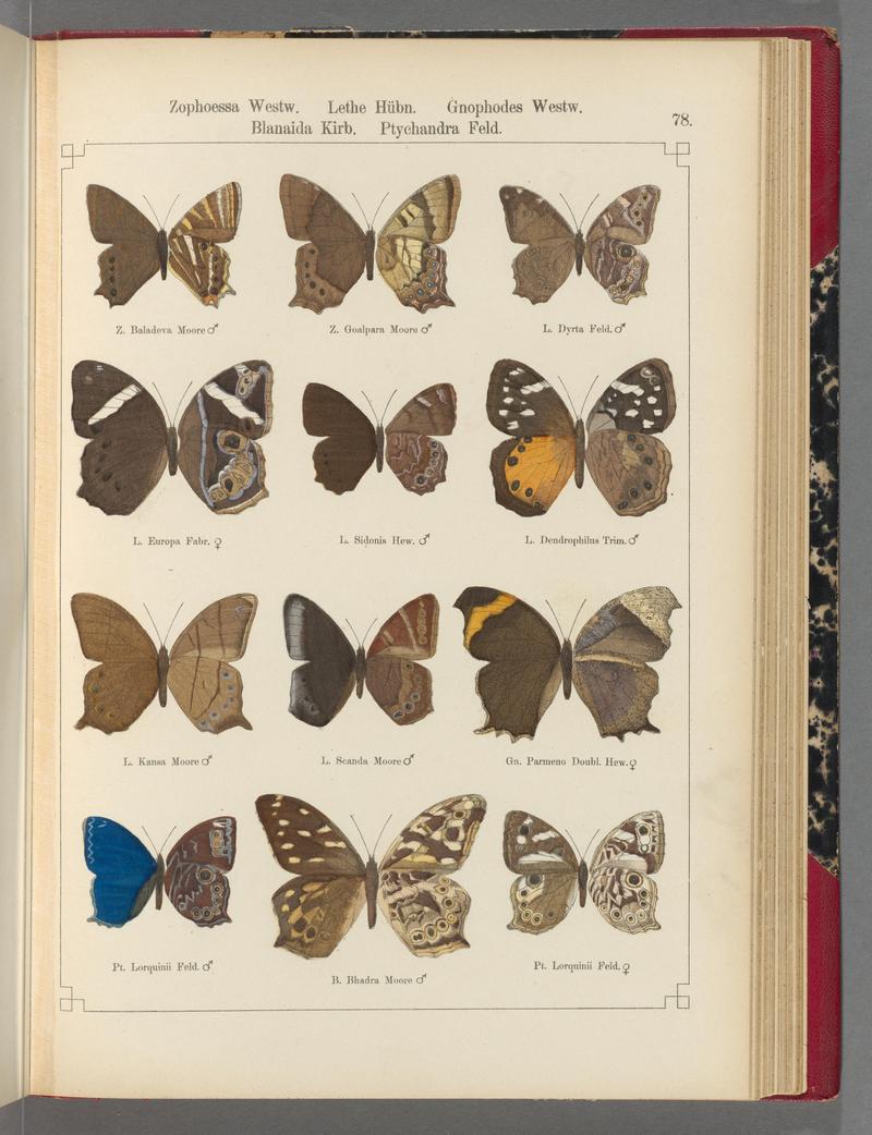 Exotische schmetterlinge (Taf. 78) BHL40070848
